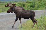 Yukonske silnice